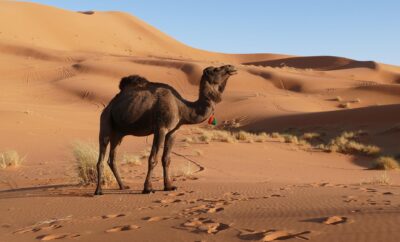 Désert de Merzouga
